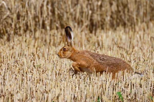 Kerry Mountain Hare