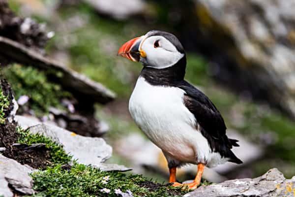 Puffin - Skellig Islands