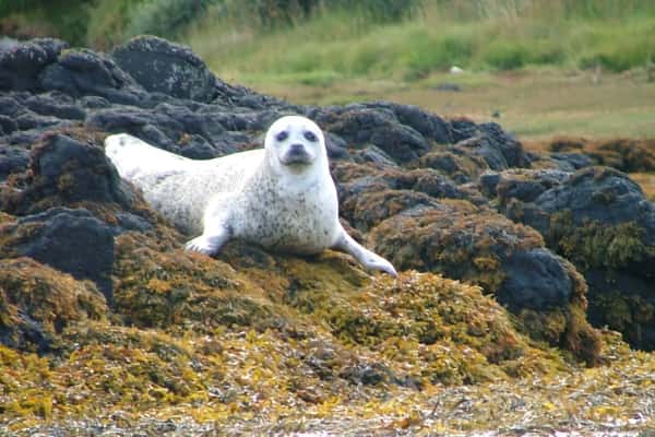 grey seal